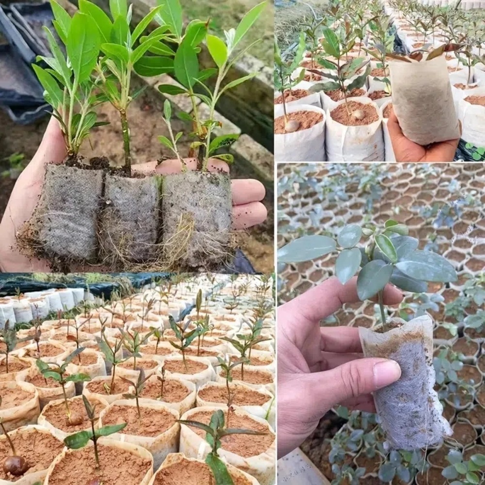 Sacchetti per vivaio per piante da piantina in tessuto non tessuto da 100 pezzi, vasi per piantare tessuti, sacchetti per coltivazione ventilati ecologici da giardino, piantagione di giardino