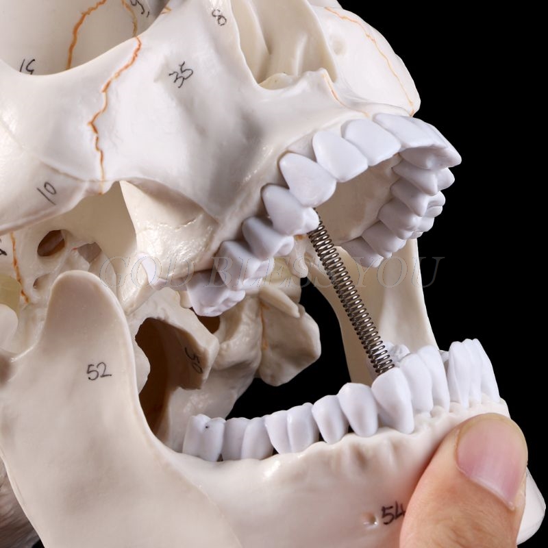 Leben GröĂe Menschlichen SchĂ€del Modell Anatomischen Anatomie Medizinische Lehre Skeleton Kopf Studium Lehre Liefert Drop Verschiffen