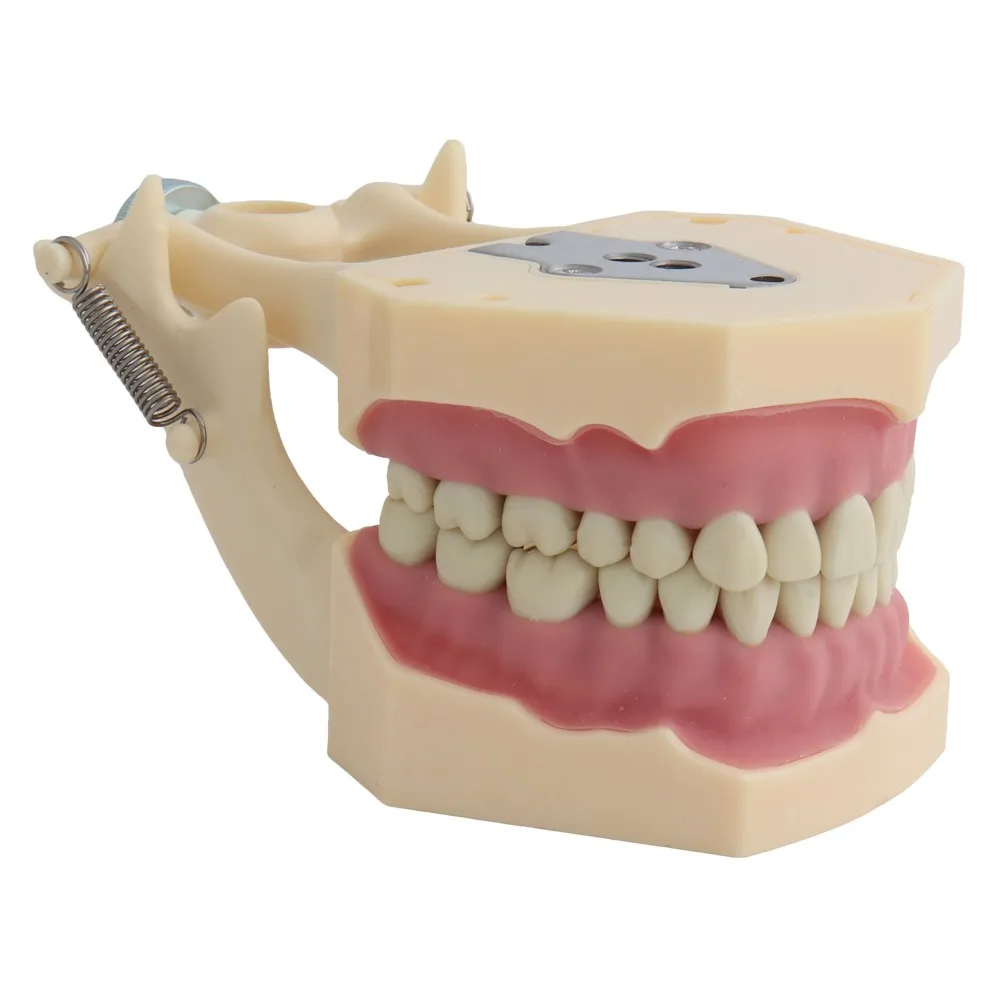Modelo de dentes fit fráaco modelo dental modelo de ensino dental modelo padrão com 32 peças de demonstração de dentes aparafusados