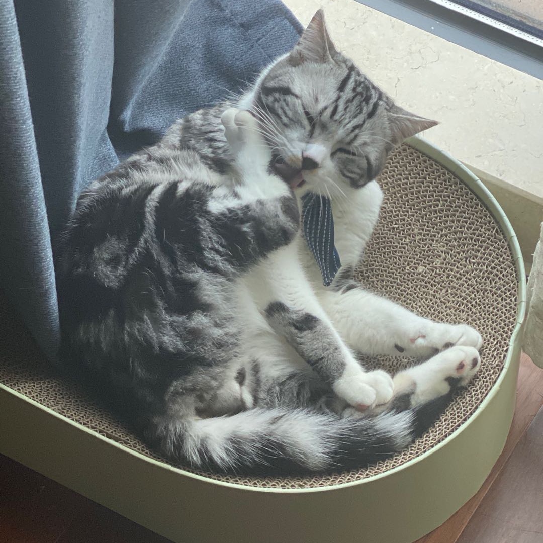 Prueba-gato