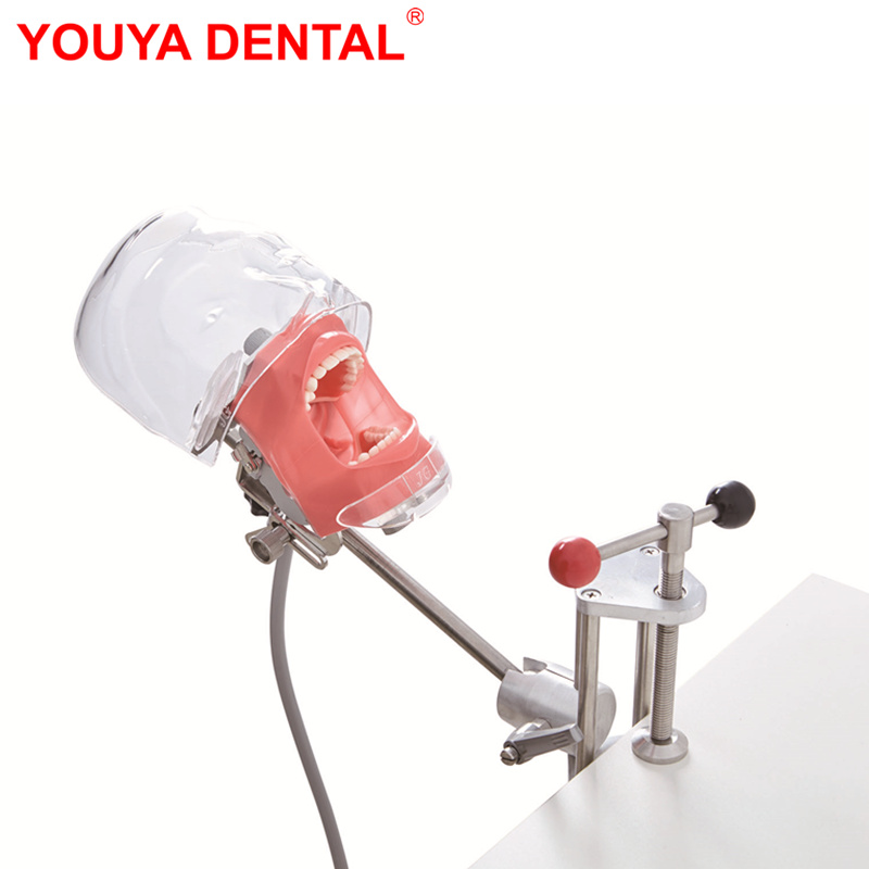 Modelo de cabeza simulador Dental maniquí fantasma quirúrgico Dental modelo de dientes fantasma para estudiar práctica de dentista enseñanza de odontología