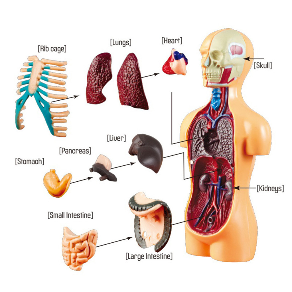 Modelo de cuerpo de Torso humano, anatomía anatómica, herramientas de aula médica con órganos internos extraíbles