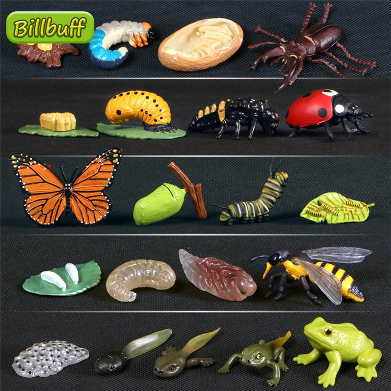 Figurines ABS de simulation d'animaux pour enfants, étape d'évolution, équation de papillon, grenouille, tortue, jetable, vie solide, ensemble de subventions de croissance, jouet chaud