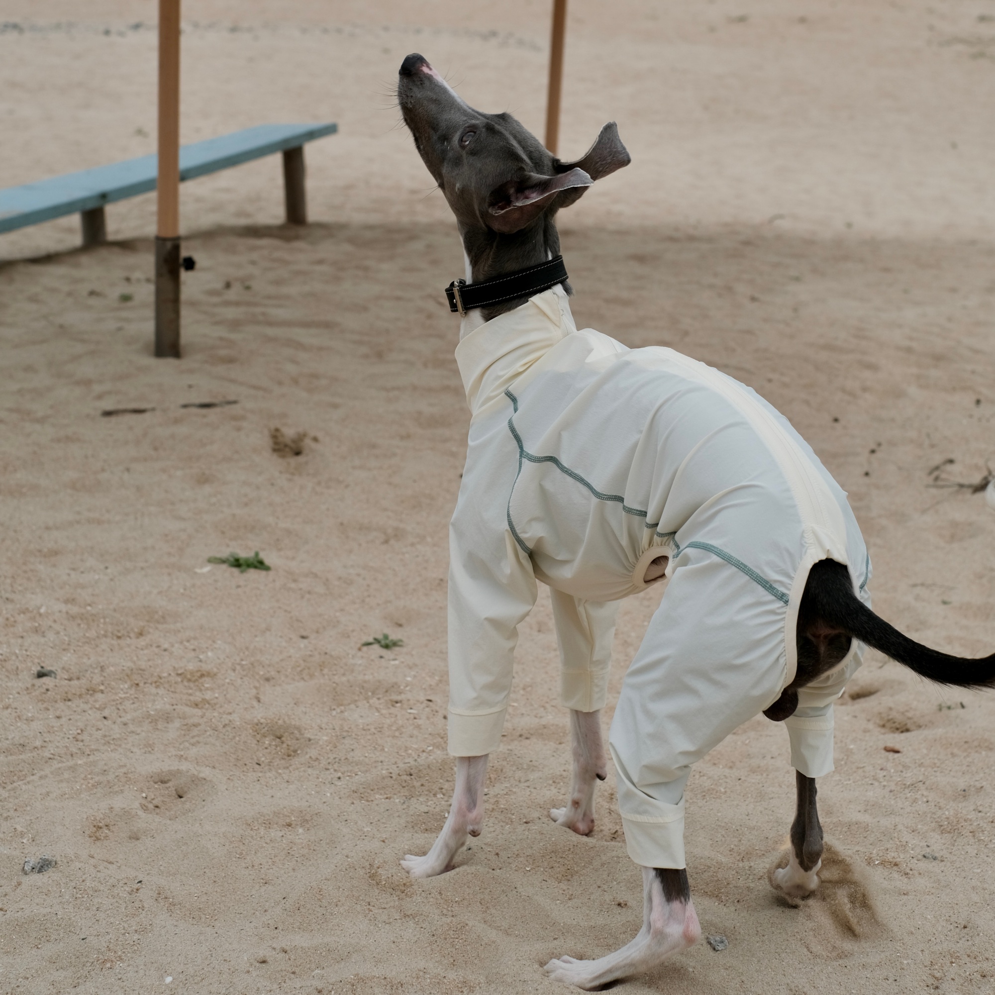 Leichter, mit Reißverschlüssen versehener Mückenschutzanzug für italienische Windhunde im Sommer, Sonnenschutz UPF100+ Mantel für Whippet-Hunde