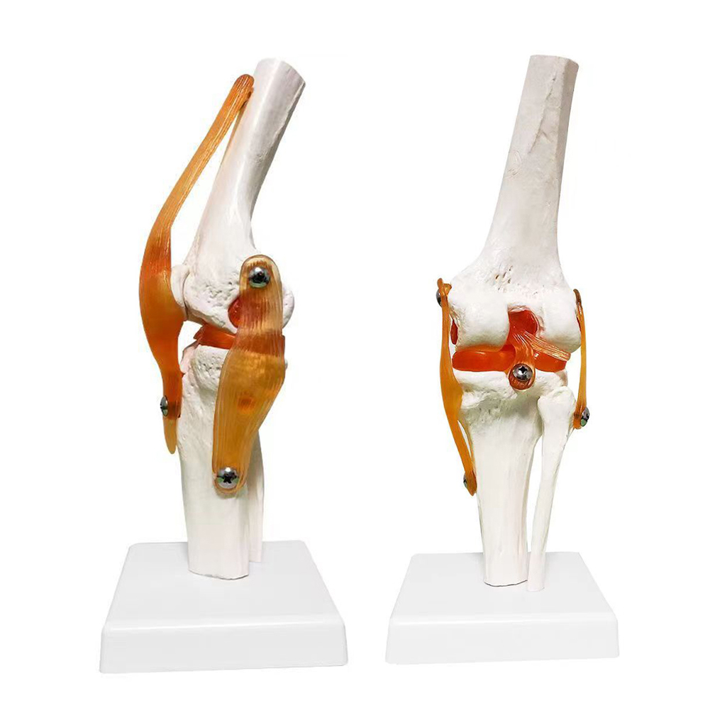 1:1 lebensgroĂe Erwachsene Menschliche Kniegelenk Anatomie Modell Medizinische Wissenschaft Lehrmittel Anatomie Lehrmittel Dropshipping