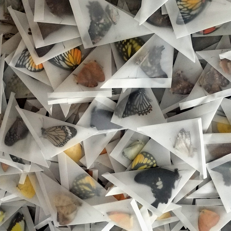 10 pièces de vrais spécimens de papillons sans ailes d'épandage, matériaux de fabrication pour la pratique du bricolage
