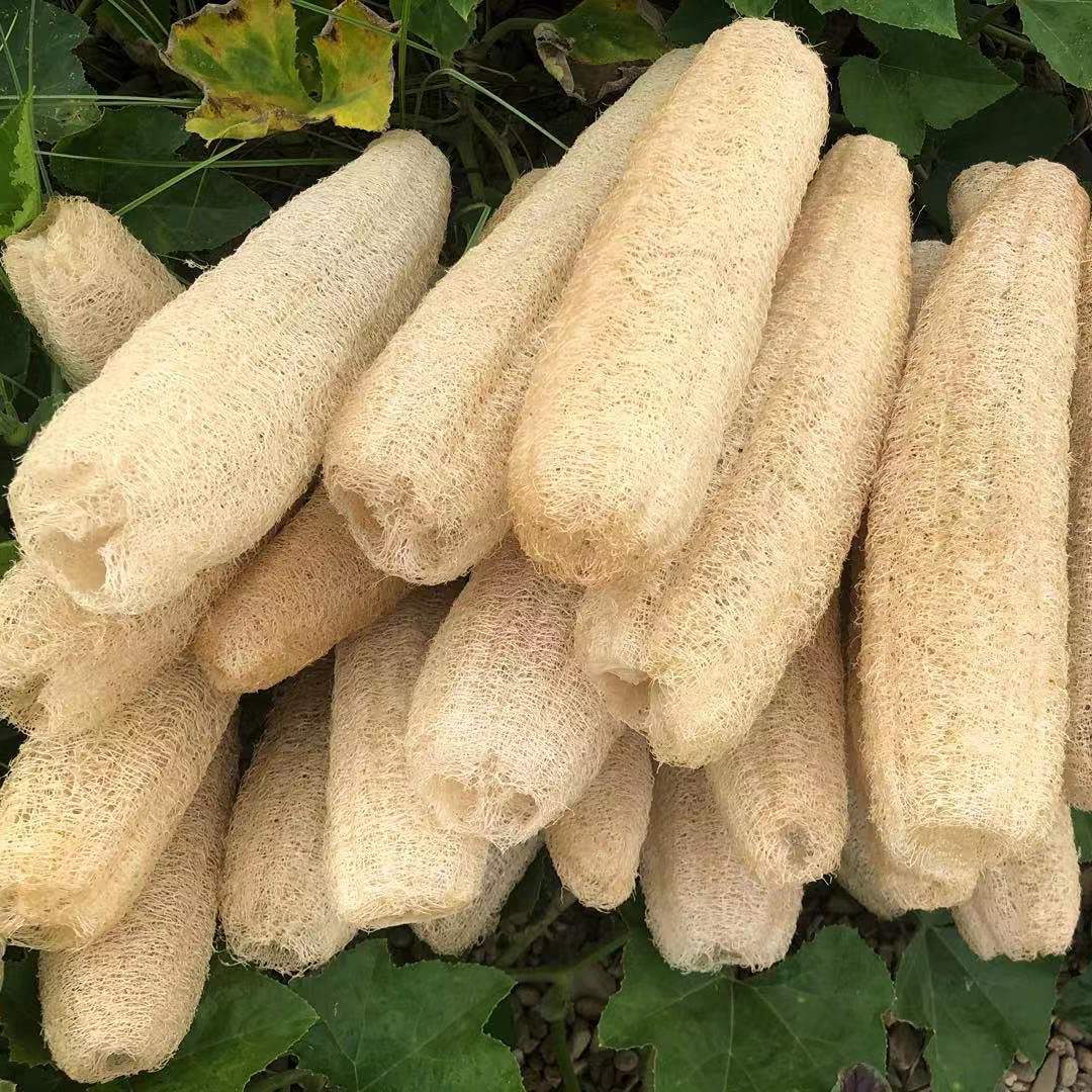 Éponges de cuisine biologiques naturelles, 5 pièces, grand épurateur de dos pour hommes, femmes et adultes, SPA, beauté, bain, soins quotidiens