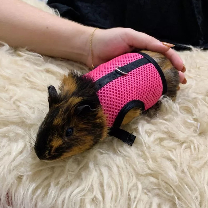 Guinzaglio Estivo Traspirante in Rete per Porcellini d'India, Criceti, Furetti, Conigli e Gatti - Accessori per Animali Domestici