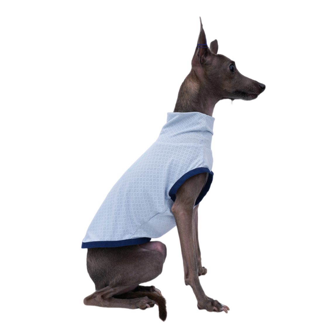 Pakaian Pendingin Anjing Musim Panas Biru Pink Kaos Bernapas Untuk Greyhound Italia Rompi Anti Nyamuk Elastis Tinggi untuk Whippet