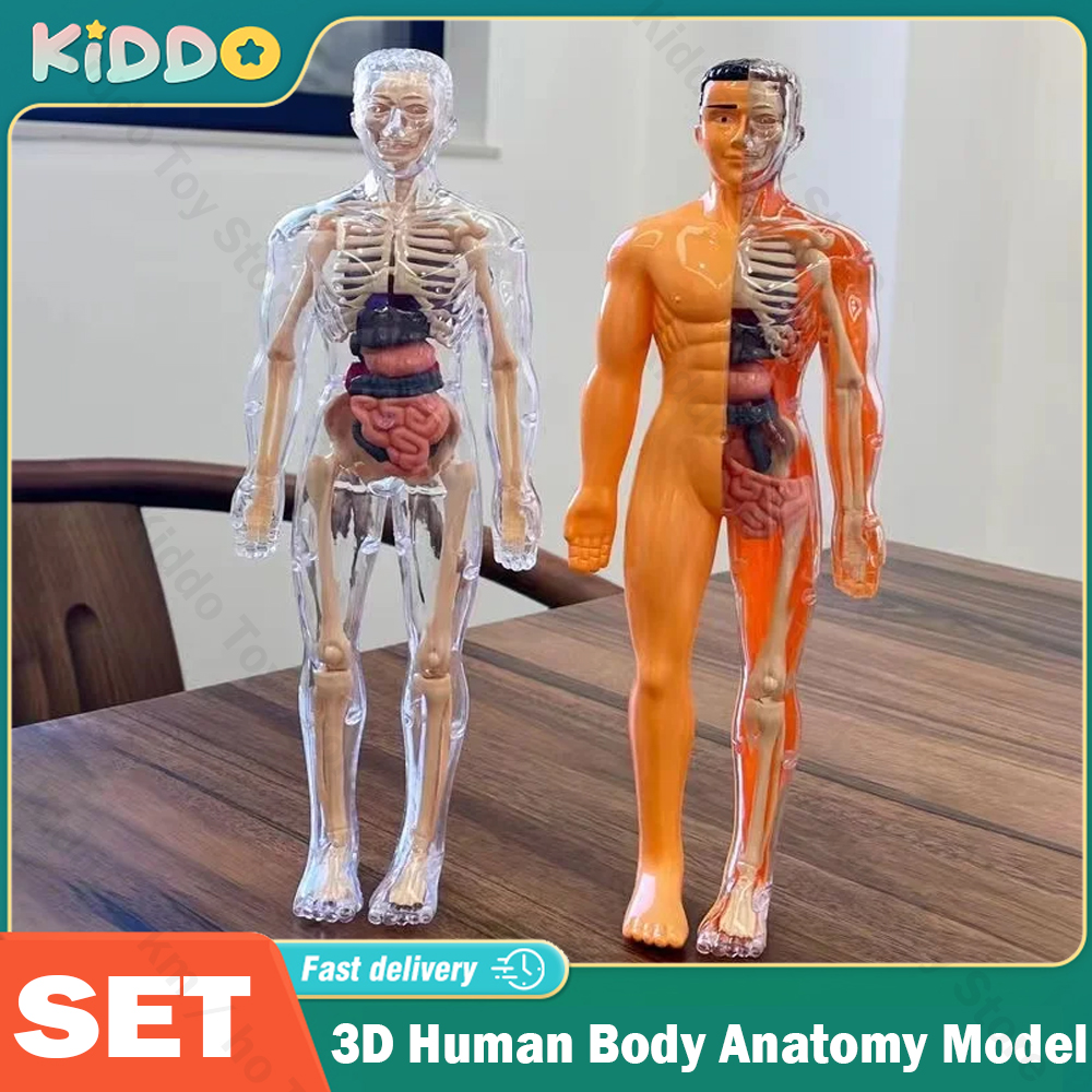 Modelo de torso de corpo humano 3d para crianças, esqueleto de anatomia removível, órgão de simulação e esqueleto, modelos de educação corporal de osso destacável