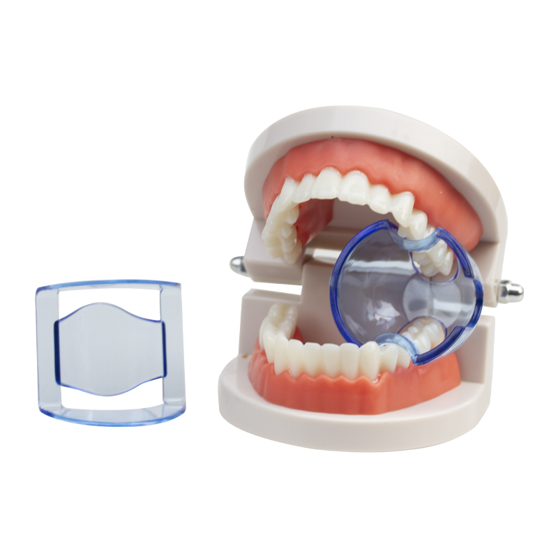 Disposable teaching props, PC materials, front and back teeth support, mouth opening wisdom teeth, front and back teeth