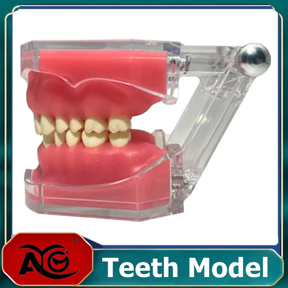 Dental Zähne Modell Mit Abnehmbaren Zähnen Weiche Zahn Zahn Zähne Extraktion Praxis Modell Zahnarzt Lehren Studie Patienten Bildung Demo Modell