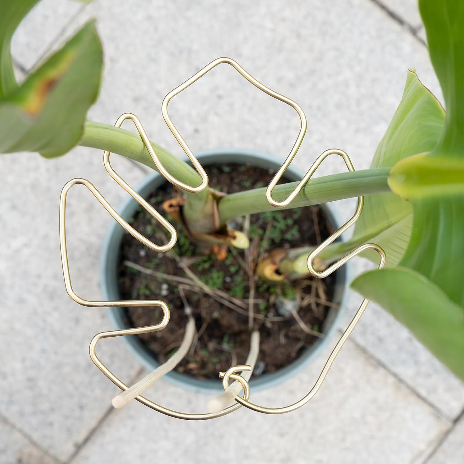 モンステラ スタビライザー カメの甲羅 竹クランプ セット つる性植物用、健康的な成長をサポート、メタル ガーデン プラント サポート