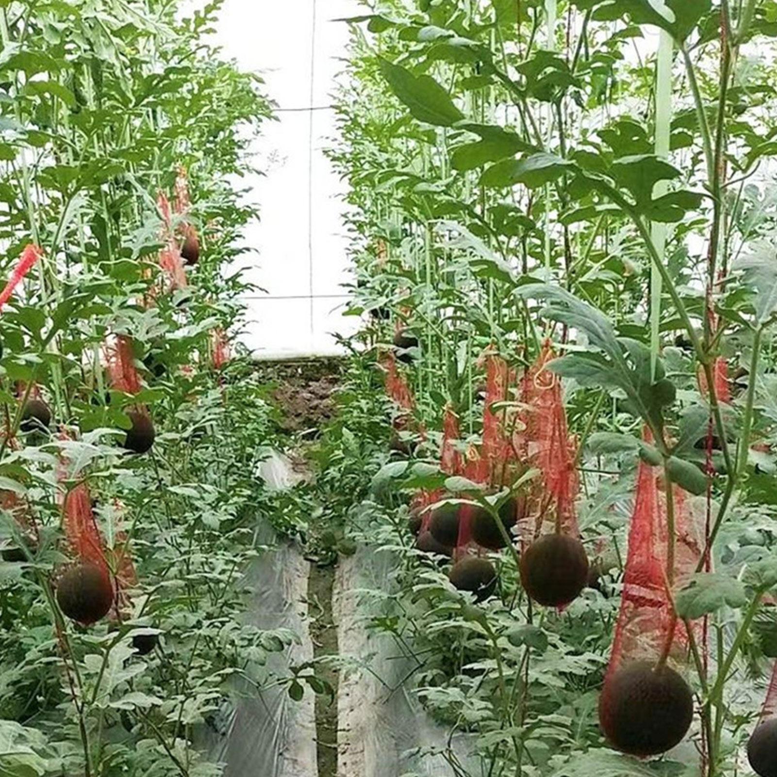 100 Buah Jaring Taman Plastik Tahan Lama Cocok untuk Semangka Melon Penanaman Vertikal Tempat Tidur Gantung Penyimpanan Buah Dapat Digunakan Kembali dengan Tali