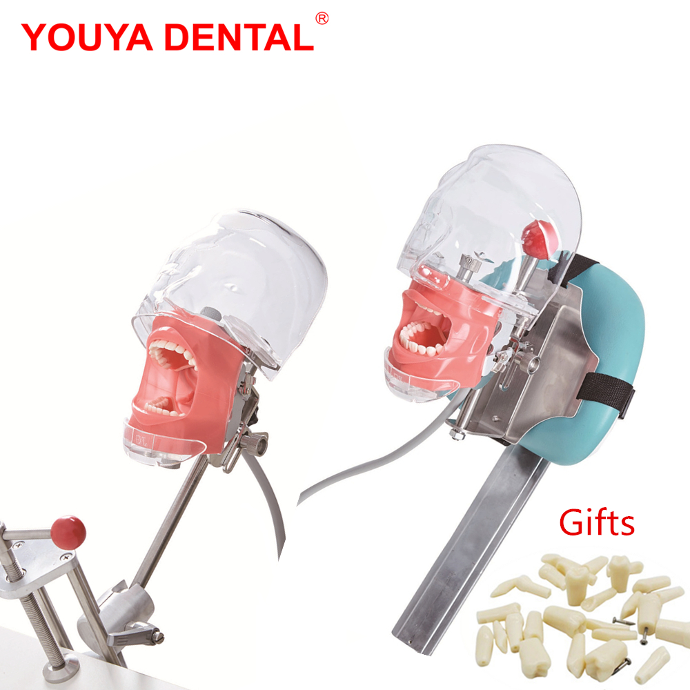 Modèle de tête Simple simulateur dentaire mannequin fantôme avec dents pour dentiste enseignement pratique formation étude équipement de dentisterie