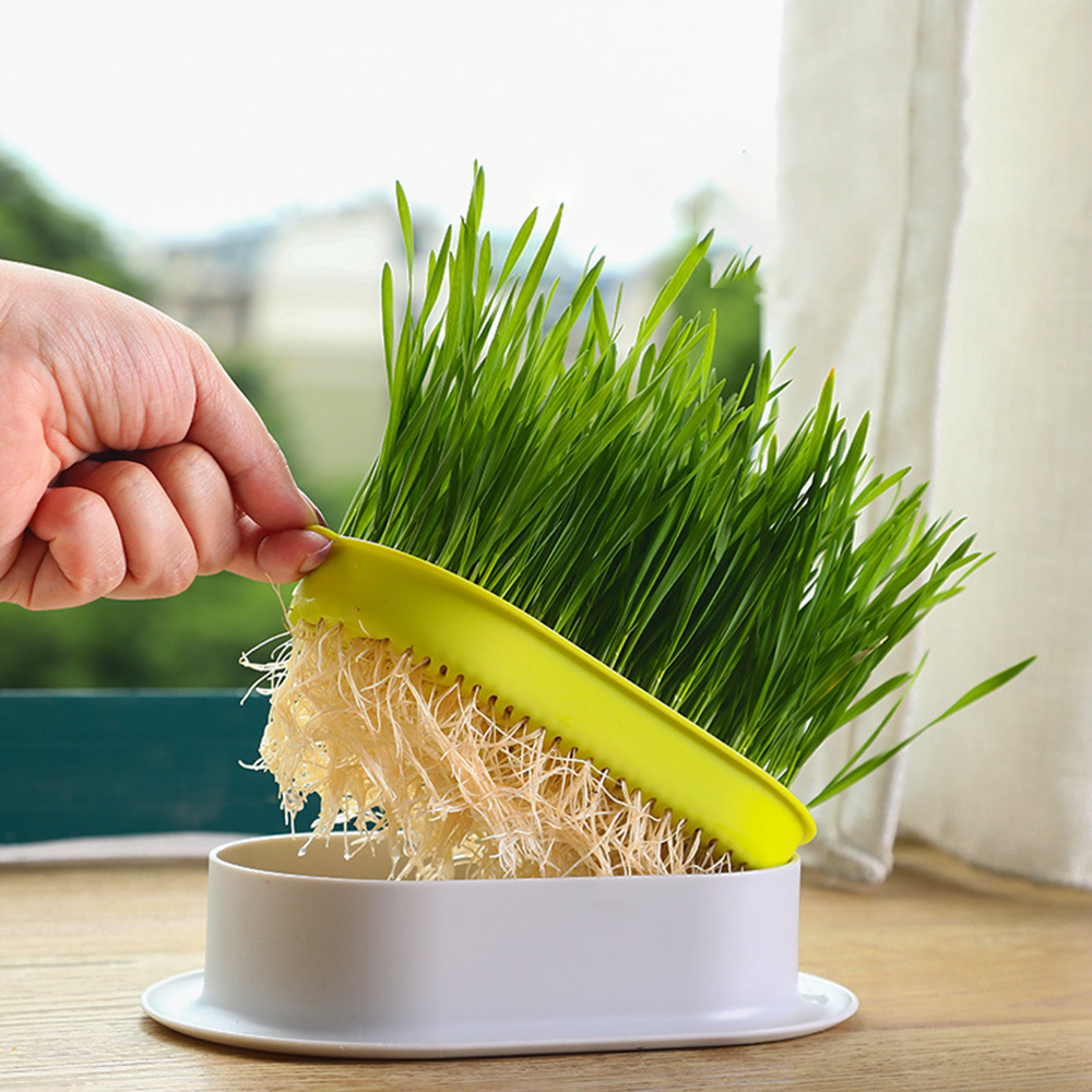 Nuevo plato de brotes para Gato, olla para cultivo, planta hidropónica, hierba para Gato, germinación, digestión, plato de iniciación, caja de cultivo de invernadero