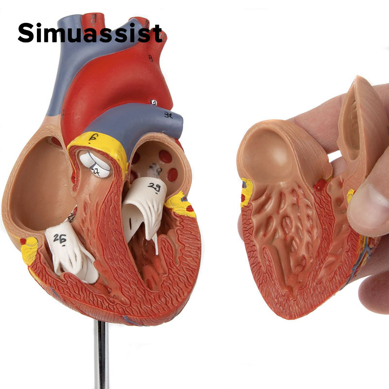 Modelo de anatomía del corazón humano de tamaño natural 1:1, recursos de enseñanza de ciencias médicas
