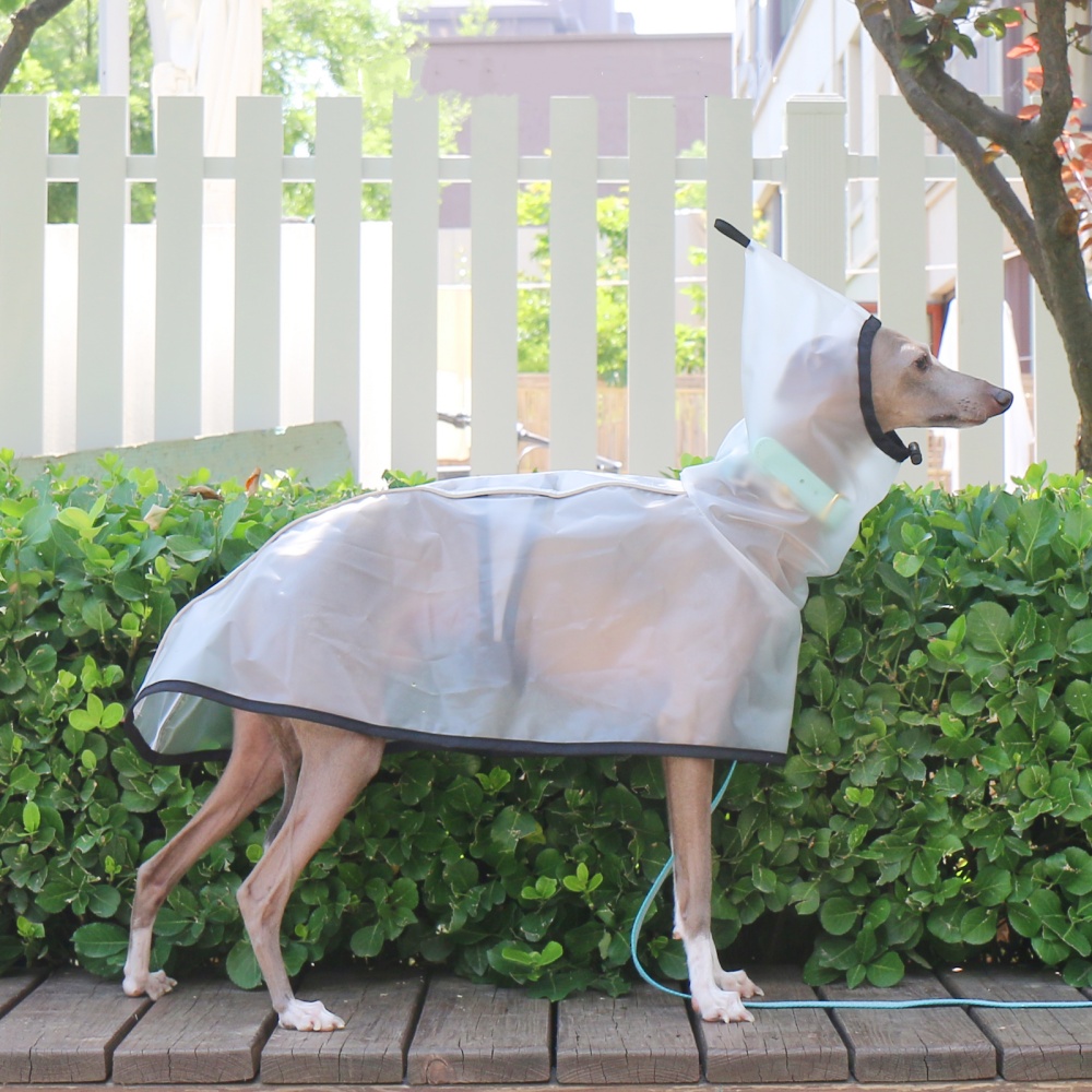 Cape fixe imperméable à l'eau, coupe-vent, pour l'abdomen, pour lévrier italien, imperméable à capuche léger et Transparent, été et printemps