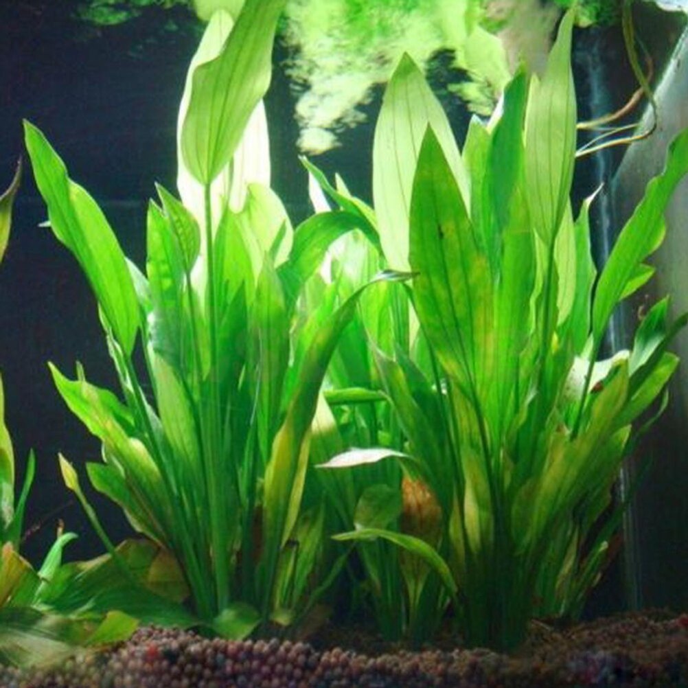 15cm artificial decoração de aquário plantas água ervas daninhas ornamento planta aquática tanque de peixes grama decoração acessórios