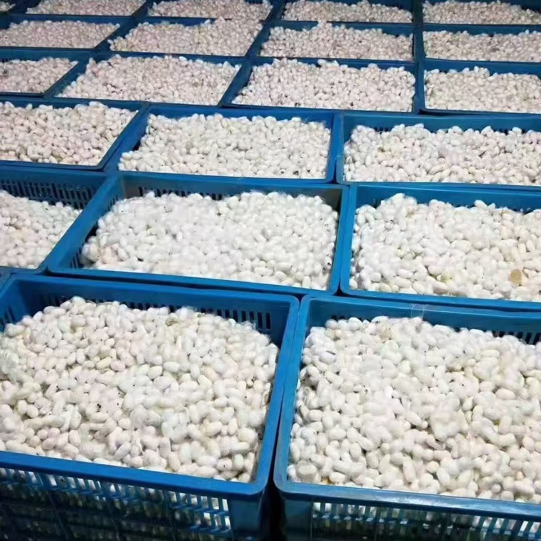 Caiões de bicho-da-seda de cor primária naturalmente secos para artesanato e arte diy cor natural fio de seda casulo isca para traças
