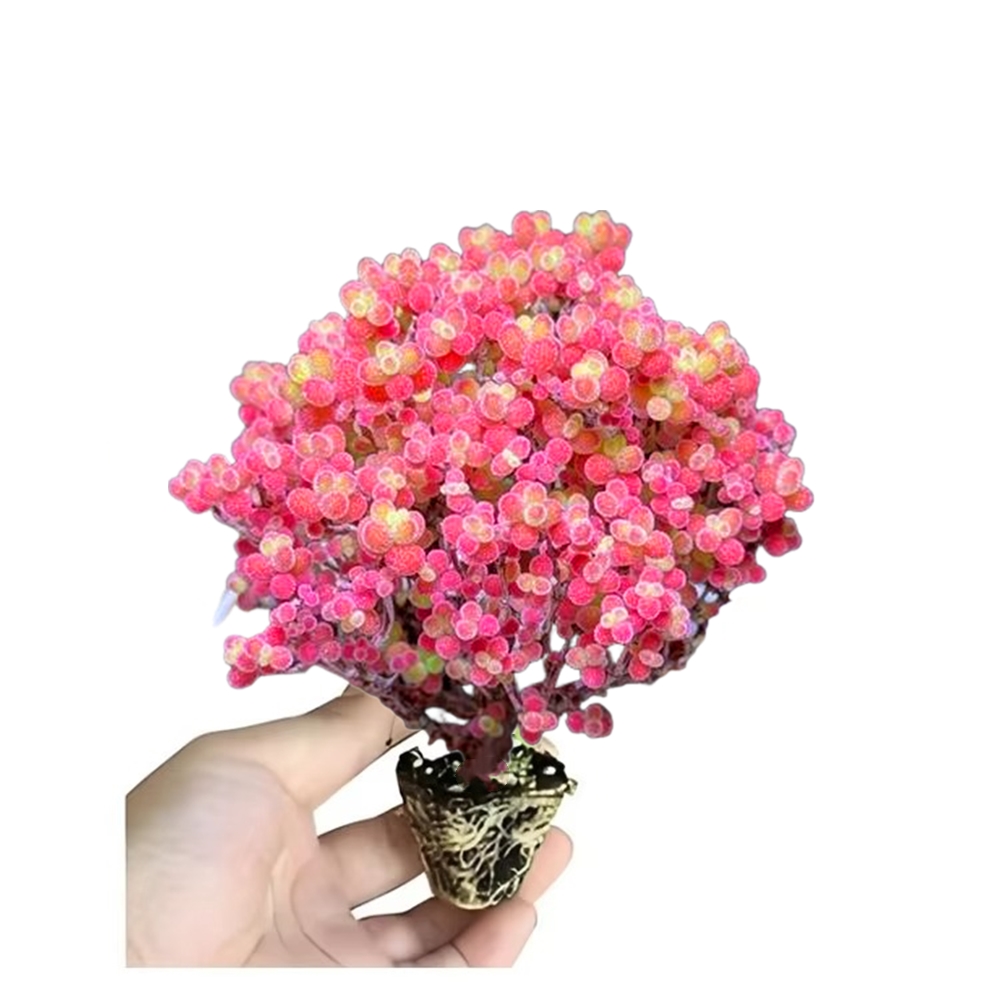 Lithops укоренение, проростные радужные суккулентные растения, роза, кронштейн для посева растений, фиксированный зажим, 300 шт.