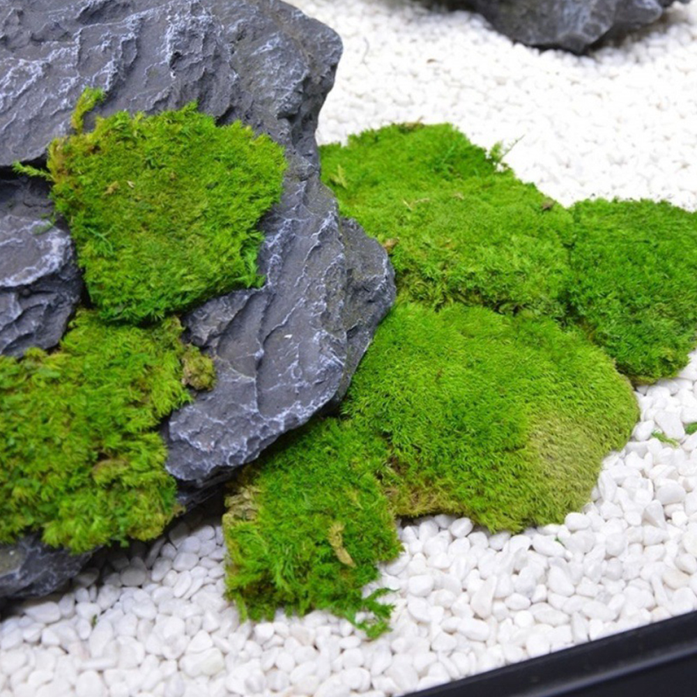 20/80g Ewiges Leben Moos Gras Mini Landschaft Gefälschte Gras DIY Handwerk Hause Wohnzimmer Garten Dekoration Künstliche grüne Pflanzen