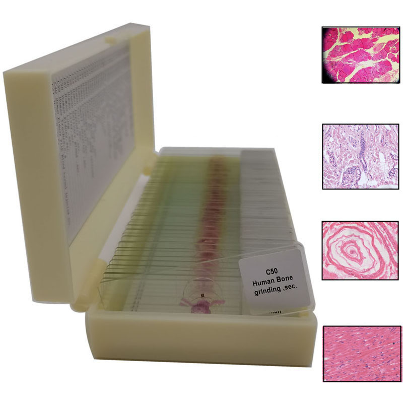 50 ชิ้นการสอนของมนุษย์กล้องจุลทรรศน์ Histology เตรียมสไลด์เพื่อการศึกษา