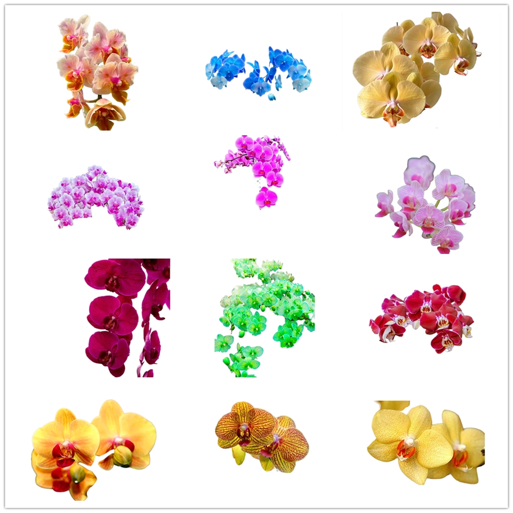 Phalaenopsis Semillas укореняющие рост мотылька орхидея цветок кронштейн для посева природные растения бабочка орхидея фиксированный зажим 100 шт.